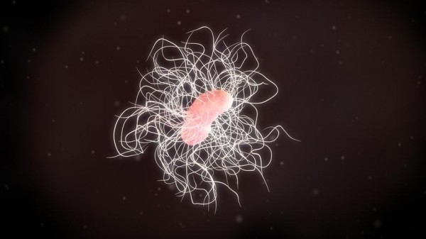 Бактериотерапия: что из себя представляет данный метод и кому он подходит Бактериотерапия: что из себя представляет данный метод и кому он подходит