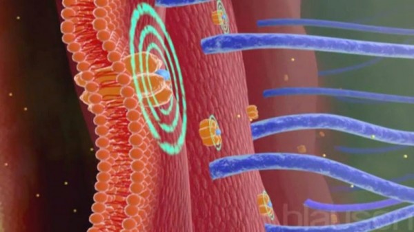 Что такое миелолейкоз, симптомы и причины филадельфийской хромосомы Что такое миелолейкоз, симптомы и причины филадельфийской хромосомы