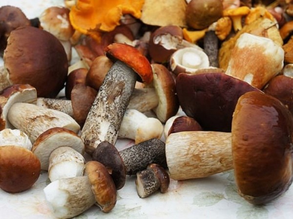 Грибы могут укрепить иммунную систему Грибы могут укрепить иммунную систему