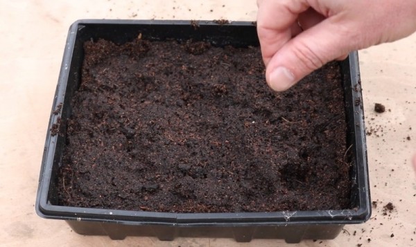 Как вырастить тимьян на подоконнике Как вырастить тимьян на подоконнике