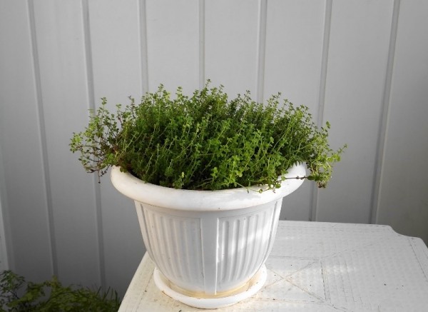 Как вырастить тимьян на подоконнике Как вырастить тимьян на подоконнике
