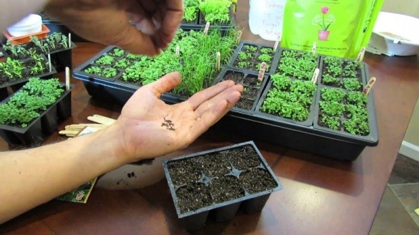 Как вырастить тимьян на подоконнике Как вырастить тимьян на подоконнике