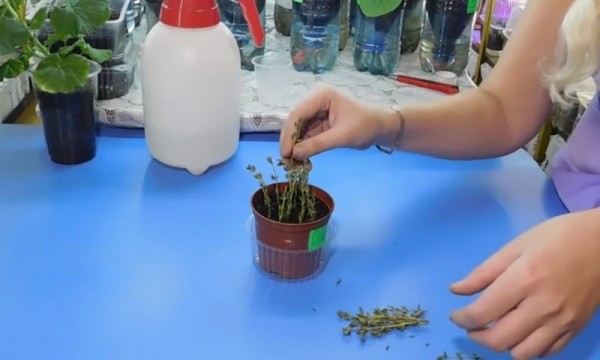 Как вырастить тимьян на подоконнике Как вырастить тимьян на подоконнике