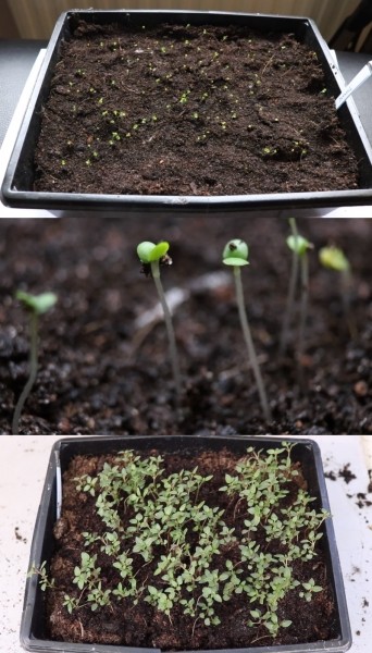 Как вырастить тимьян на подоконнике Как вырастить тимьян на подоконнике