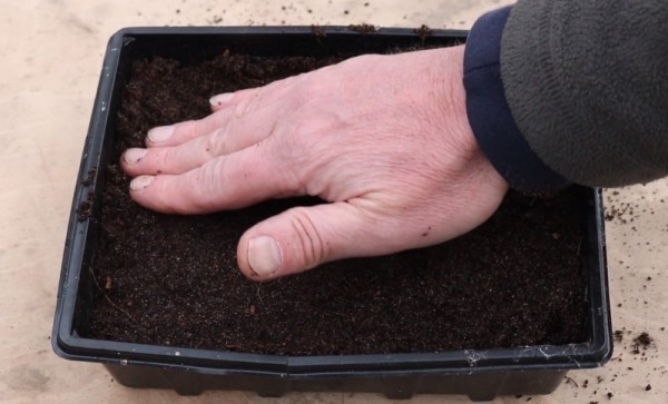 Как вырастить тимьян на подоконнике Как вырастить тимьян на подоконнике