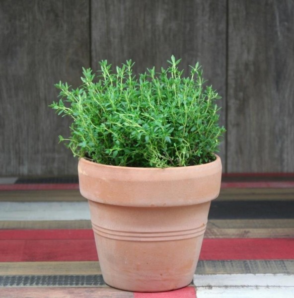 Как вырастить тимьян на подоконнике Как вырастить тимьян на подоконнике