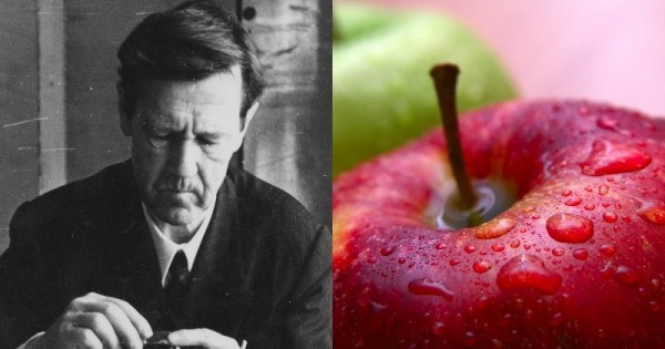 Какие сорта яблок посадить на дачном участке Какие сорта яблок посадить на дачном участке