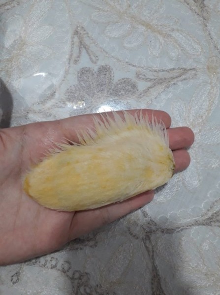 Косточка манго Косточка манго