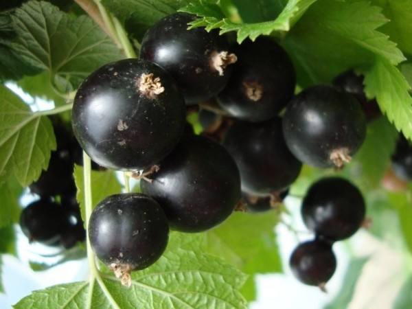 Петербургские и финские фармакологи будут использовать ягоды для производства лекарств Петербургские и финские фармакологи будут использовать ягоды для производства лекарств