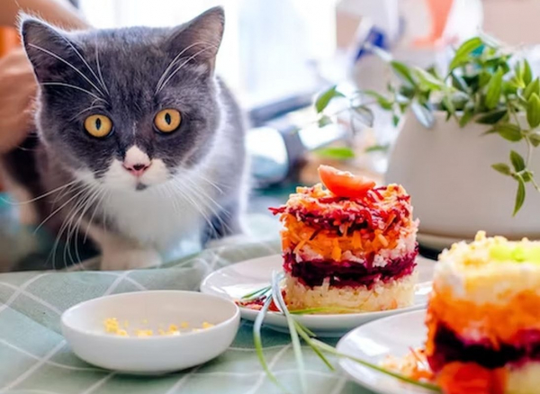 Назван самый низкокалорийный из плотных новогодних салатов Назван самый низкокалорийный из плотных новогодних салатов